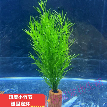 印度小竹节竹节草真水草水族箱鱼缸造景观赏新手懒人阴性水草繁殖 小