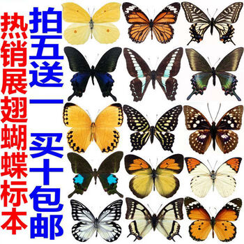 欧奕恋 新品 天然真蝴蝶标本昆虫标本教具教学标本diy展翅蝴蝶自封袋装可拿出蝴蝶随机发10元 只其他长方形尺寸独立 图片价格品牌报价 京东