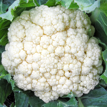 仓梵蔬菜花菜花菜西蓝花菜四季西兰花蔬菜3斤