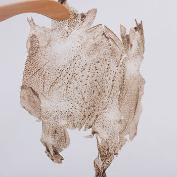 蟾蜍衣 蟾蜍衣 蟾蜍衣粉 癞蛤蟆皮 十片装 20张大蟾蜍衣