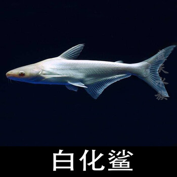 【悦君心】水鲨鱼成吉思汗鲨小蓝鲨白化鲨大白鲨虎鲨凶猛鱼鱼热带观赏