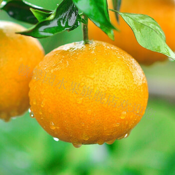 正宗四川爱媛38号果冻橙子大果新鲜当季手剥橙甜整箱 65mm(含)-70mm