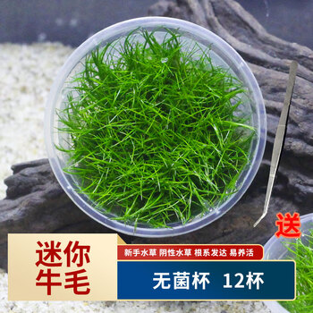 前景新手迷你牛毛牛毛毡活体水草鱼缸造景淡水阴性无菌杯草缸 迷你
