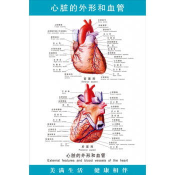 《心臟的外形和血管》醫院醫學人體結構心血液循環解剖圖海報掛圖 s