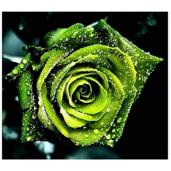 嫁接多色地栽四季开花室内植物藤本蔷薇花苗 深绿色 精品苗1颗 加仑盆