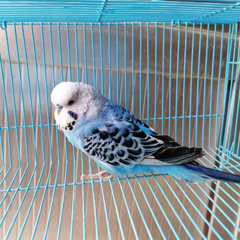 【店铺推荐】宠物观赏鸟说话虎皮鹦鹉鸟手养鸟玄风宠物说话大头虎皮鸟