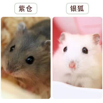 活体三线银狐金丝熊仓鼠宠物一只仓鼠宝宝幼崽包活一对情侣 紫仓 银狐