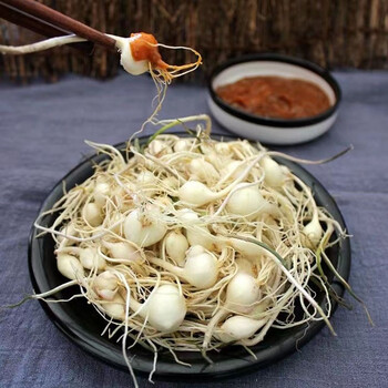 东北小根菜新鲜 小头蒜小根蒜大脑瓜菜大脑瓜嘣嘣 4斤实惠装
