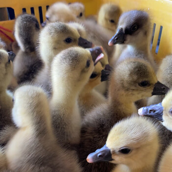 小鹅活苗朗德鹅纯种正宗大型郎德鹅苗鹅红嘴雁鹅活体 嘴雁鹅活体