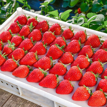 99牛奶草莓新鲜水果应当季红颜奶油大甜草莓送人礼盒 250克精选大果