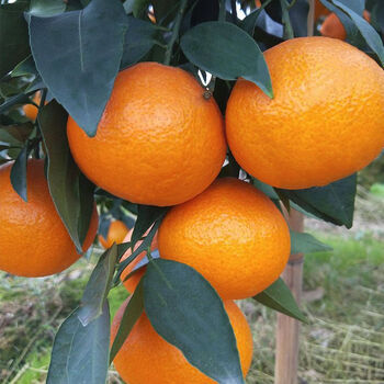 白衣鲜人 四川青见果冻橙5斤特大果 当季新鲜水果手剥甜橙子 企业采购