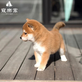 柴犬幼犬纯种小柴犬宠物活体柴犬活体黑柴赤柴白柴犬豆柴幼犬宠物狗柴犬幼犬活体狗狗活体特价a级 图片价格