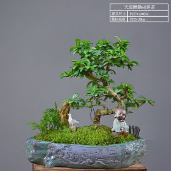 招财树盆景发财树盆栽罗汉松植物室内富贵竹绿植榆树四季常青文竹
