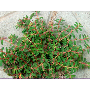 年新货地锦草500克血见愁卧蛋草铺地草新鲜奶浆草