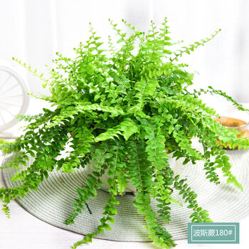 蕨类植物波斯顿霸王蕨室内植物盆栽蕨肾蕨z2 波斯顿蕨 180原盆 不含盆 图片价格品牌报价 京东