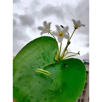 一叶莲水培植物带花苞碗莲水生睡莲金银莲四季荷花t12大号1片1015cm不