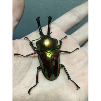 澳洲彩虹锹甲成虫 幼虫 锹形虫促销活体宠物甲虫成虫金龟长戟南洋 绿