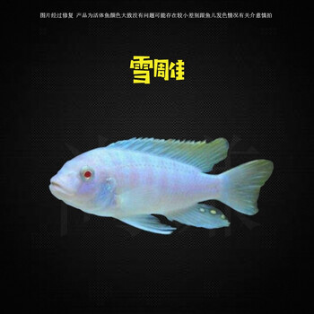 马鲷非洲王子凤凰鱼活体淡水中小型耐养易活热带观赏鱼8cm左右雪雕1条