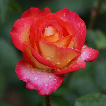 嫩个6棵 玫瑰花苗四季开花盆栽花卉植物室内花月季花树苗特大花老桩苗