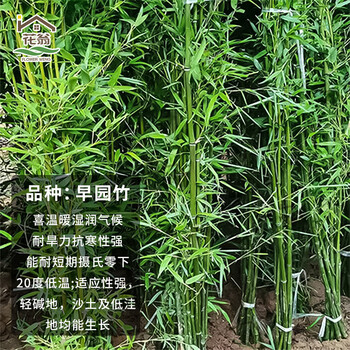 庭院绿化美化篱笆围墙围栏阳四季常绿工程绿化(早园竹约1cm粗10棵)