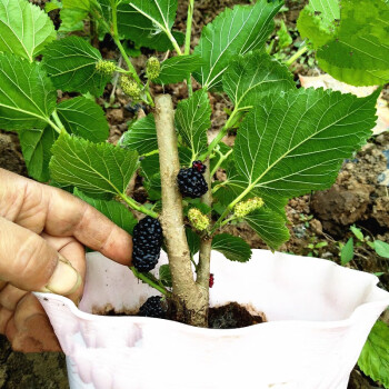 蠶寶寶新鮮桑葉桑葚樹苗果桑苗當年結果桑椹桑樹苗盆栽養蠶桑 桑樹苗