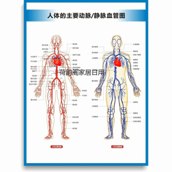 手脚冰凉血液循环_手脚冰冷血液循环慢怎么回事_如何促进血液循环使手脚不冰凉