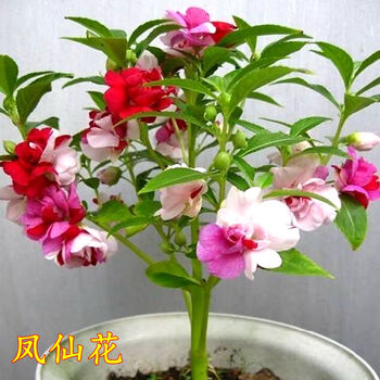 凤仙花种子四季易播种子盆栽室内阳台庭院观光种子指甲花种子凤仙花500粒 肥料 图片价格品牌报价 京东