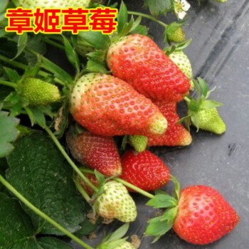 草莓苗盆栽四季奶油草莓苗红颜章姬南北方阳台种植四季结果章姬草莓奶