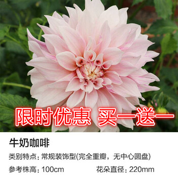 优惠2株装 大丽花花苗种球盆栽四季开花爪花块根种子天竺牡丹块根庭院阳台多年生球根花卉牛奶咖啡 2株 其他 图片价格品牌报价 京东