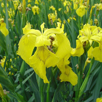 兰花鸢尾花种子花海黄花鸢尾种子德国鸢尾种子燕尾种子种子德国鸢尾种子一斤 图片价格品牌报价 京东