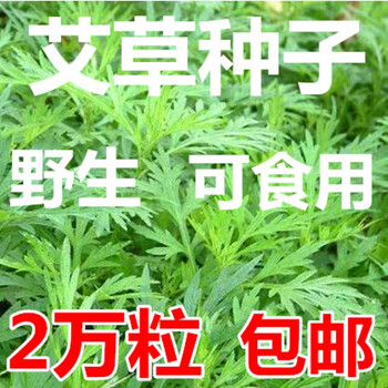 香艾草种子四季种食用艾蒿种子野生香草艾草种籽蕲艾艾绒种籽青蒿一斤 图片价格品牌报价 京东