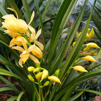 蘭花苗盆栽濃香型四季青植物墨蘭大花惠蘭建蘭室內綠植花卉黃金小神童