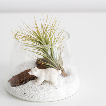 桌面小盆栽空气凤梨植物办公室微景观生态创意绿植创意室内植物北极