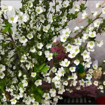 泡水开花干枝雪柳干支水插花雪柳鲜花喷雪花鲜切花腊梅带花苞雪柳60厘米10支 图片价格品牌报价 京东