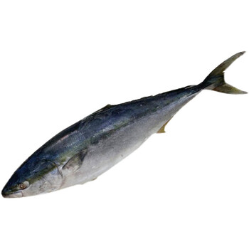 大鱼24斤特大海鱼深海鱼黄金鲅鱼8斤1012斤一条净重