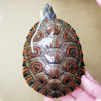 仟芸  大河甜甜圈龟活物鱼缸混养深水龟乌龟活体宠物观赏龟小乌龟 11