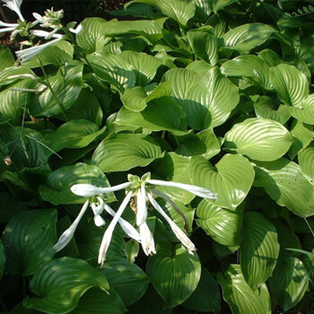 侬律玉簪花苗基地直销花叶青叶花植物盆栽花卉庭院花坛多年生植物绿化