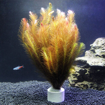 水草鱼缸造景水族箱装饰活体带底座自动沉底阴性无需底砂红羽毛底座高