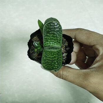 元宝多肉子宝多肉植物招财盆栽绿植花卉盆花组合多肉盆景办公室元宝4 5cm不含盆土 图片价格品牌报价 京东