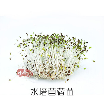 新鲜苜蓿芽25g 紫花苜蓿苗alfalfa Sprouts 沙拉蔬菜西餐轻食素食精致装饰摆盘 图片价格品牌报价 京东