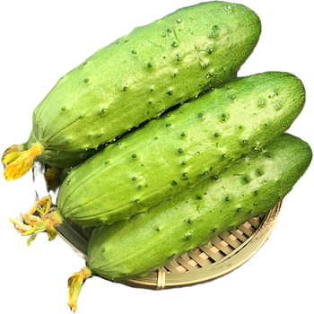 东北旱黄瓜水果黄瓜新鲜小青瓜生吃农家现摘现发黄瓜京东生鲜 净重3斤