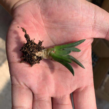 岩牡丹实生播种小苗 稀缺各种牡丹混播 欧洲进口多肉植物开花小颗 岩