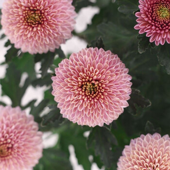 乒乓菊盆栽带花阳台庭院开花植物重瓣球形菊花苗四季好养绿植花卉