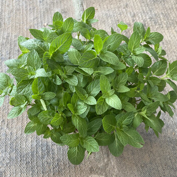 九层塔苗欧芹香草植物厨房绿植耐热熏香花草 苏格兰薄荷【1加仑】 含