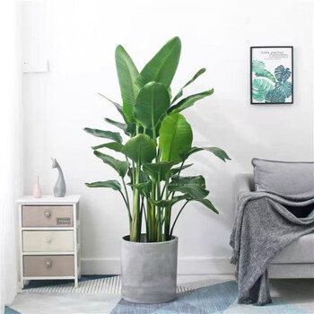 精品绿植网红天堂鸟盆栽室内大型植物鹤望兰客厅办公室吸真花好养绿植
