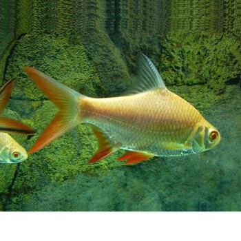 侧线鲫金凤银凤泰国红鳍清道夫金龙红龙搭配鱼活体 15-16cm金线侧1条