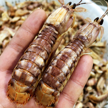 【每满39减8】渔老大海鲜 东海野生皮皮虾 虾爬子 鲜活发货