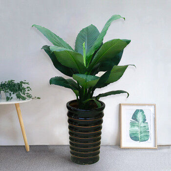 绿巨人80厘米左右(盆随机) 同城专车配送到家