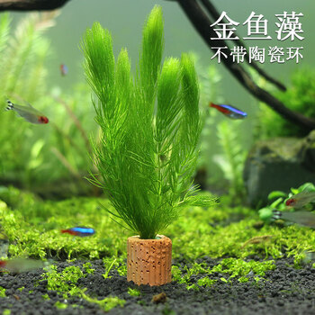 Vakada中前景水草冷水水草水榕黄金榕皇冠蜈蚣草金鱼藻绿菊养鱼净化水质新手鱼缸造景装饰金鱼藻一份5株 图片价格品牌报价 京东