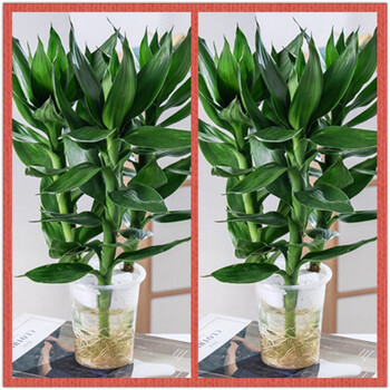观音竹富贵竹水培植物盆栽室内办公室客厅绿植水养转运竹桌面观音竹六